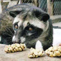 最贵的猫咖啡,最贵的咖啡是不是猫屎咖啡