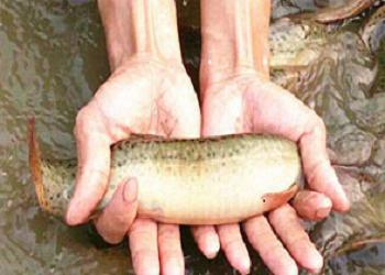 江西高密度泥鳅养殖成本利润,泥鳅养殖技术成本与利润