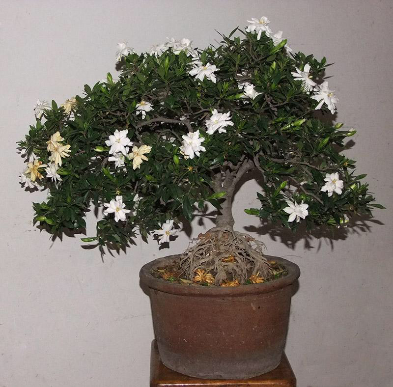 栀子花怎么养才能长得好看,栀子花怎么养好养活