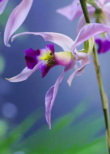 中国兰花名品介绍与欣赏,盆栽极品兰花喜迎新春