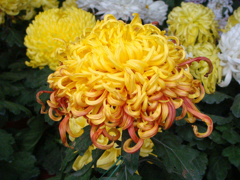 中国三十种名花图片大全,中国十大名花及花卉文化