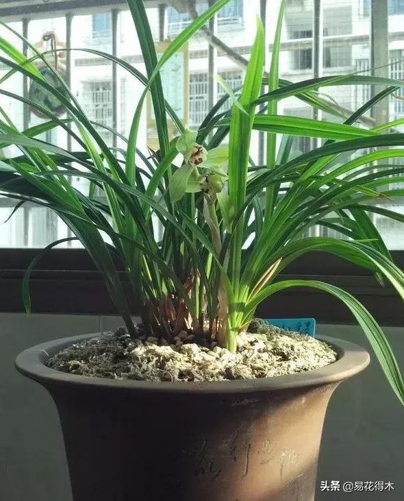 春兰大富贵的来历,春兰翠盖荷和大富贵区别