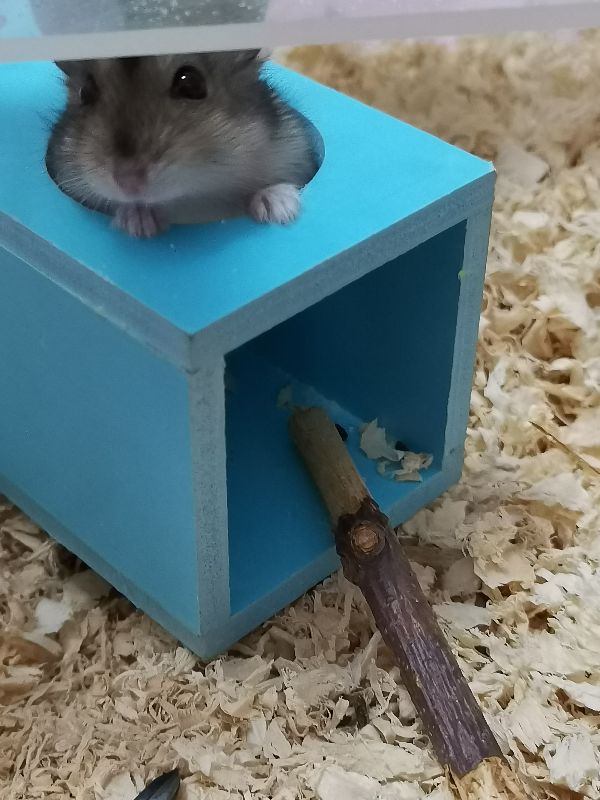 新手养仓鼠还是金丝熊,新手可以养布丁仓鼠吗