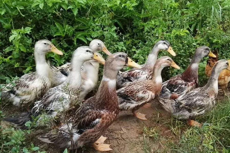 蛋鸭初期如何增加营养,蛋鸭饲料最少的养法
