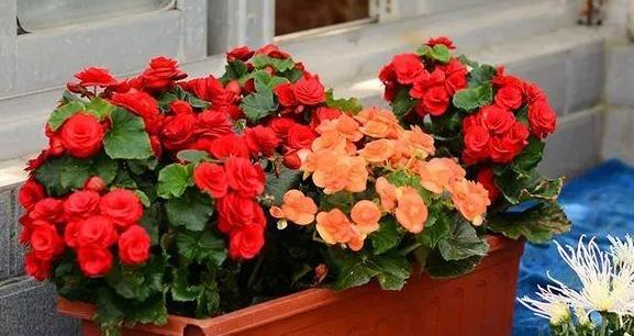 盆栽用什么土不烂根,盆栽土板结用什么水