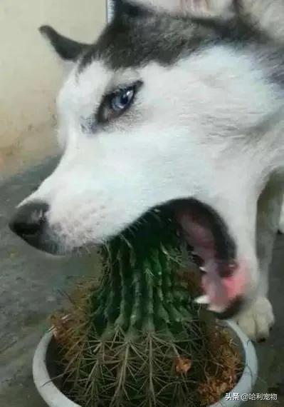 哈士奇被欺负躲在墙角,哈士奇又贱又怂