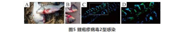 水产养殖常见的鱼类出血烂身性疾病的分析与防控