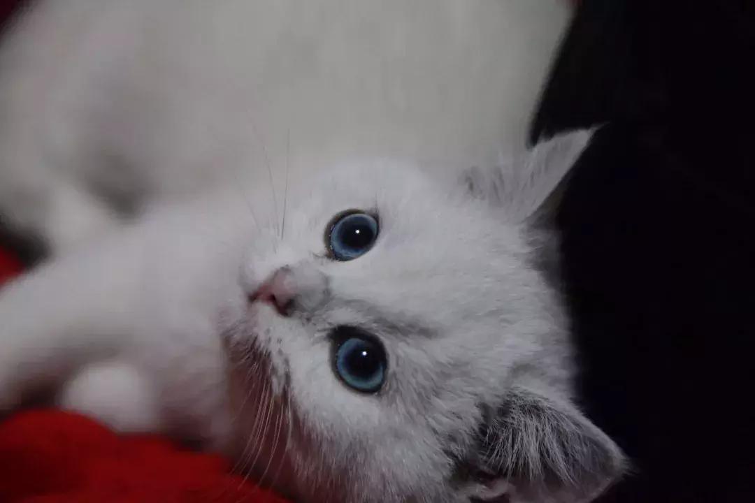 夏末秋初，刘三姐的英短咪咪，邂逅梁实秋的白猫王子