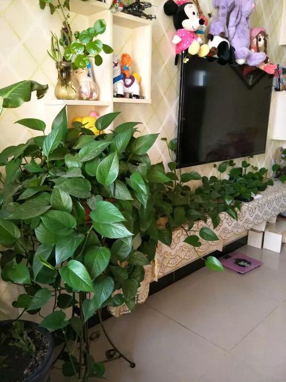 5种花好养又漂亮,5种花别乱养香味有毒