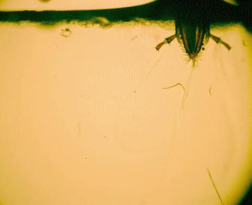 咬人的虫子跟蚂蚁相似,相似于毛毛虫又会咬人的虫子