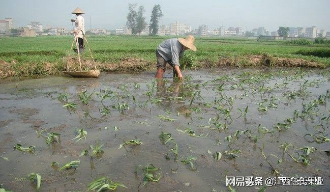 黎川空心菜种植方法图解,在贵州空心菜怎样种植才好
