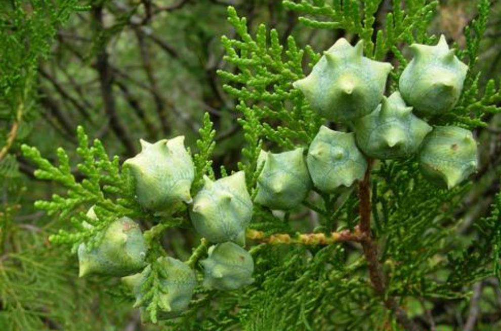 红叶枫树的种子图片,哪种枫树种子最好看