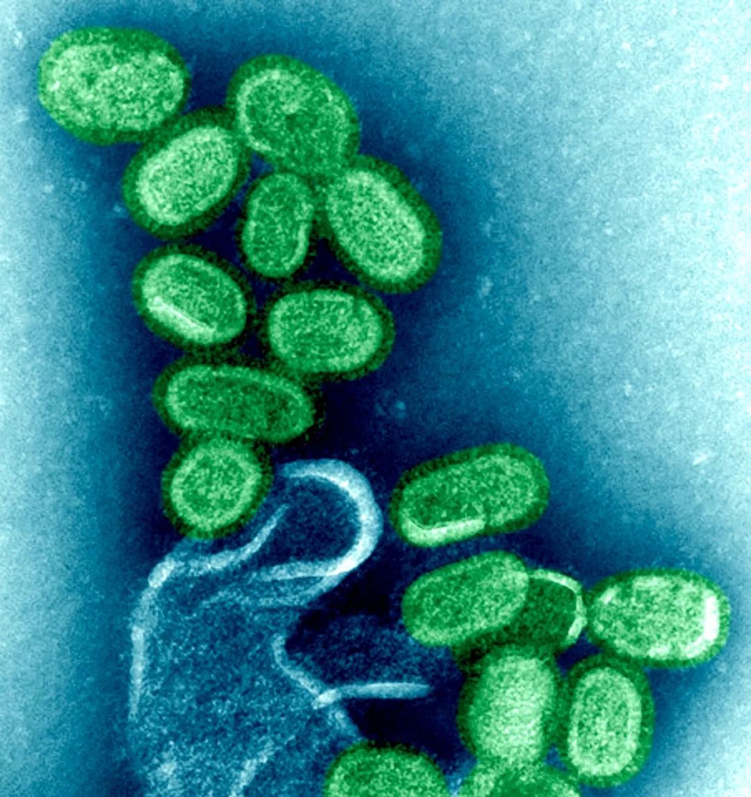 感染病毒后的168小时,你的体内都发生了什么?