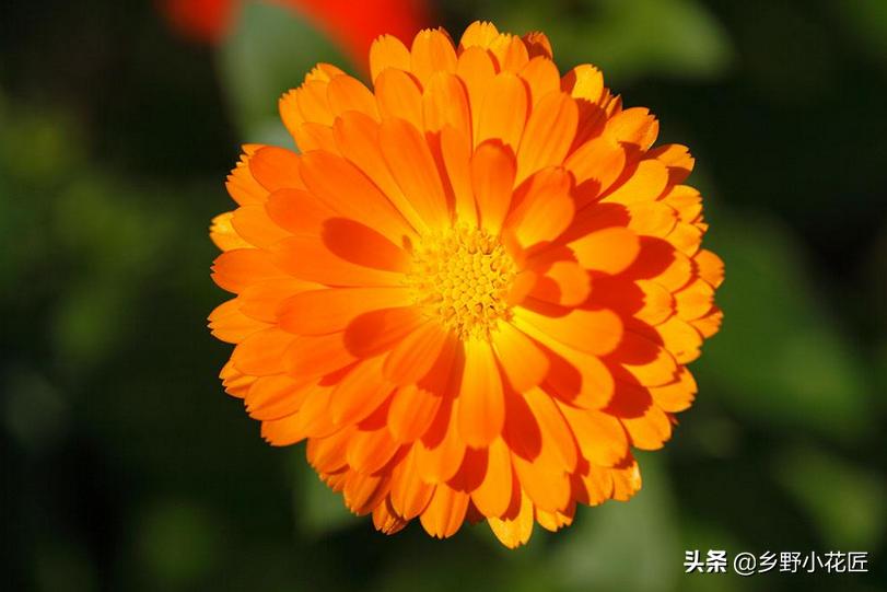 金盏菊花期怎样控制,金盏菊花开多久