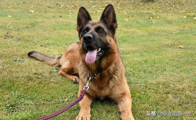 狗狗智商排行前十什么狗好养,狗狗品种智商图片