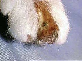 关于EGC身为铲屎官的你知多少？各种皮肤病都可能是EGC！