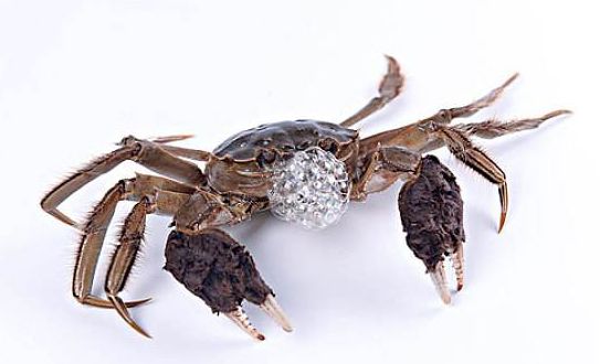 没有鱼缸怎么养小河蟹,没有海水和水草怎么养螃蟹