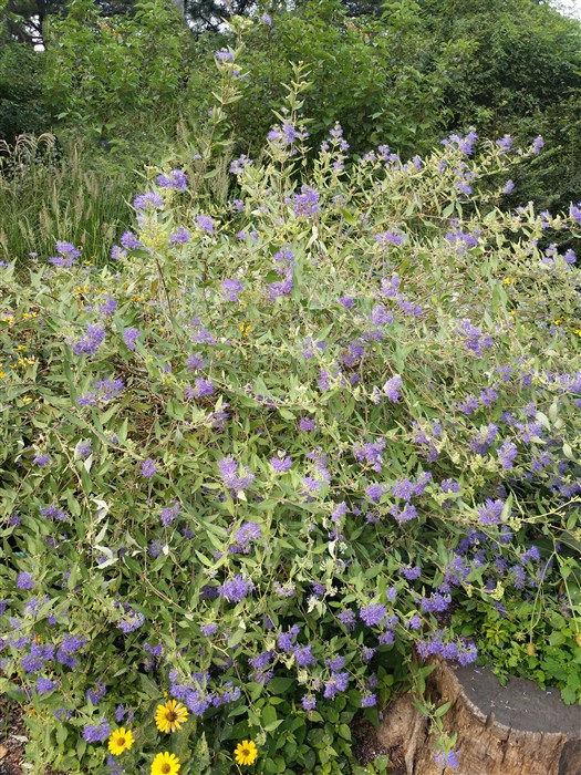 山薄荷，见过吗？能疏风清热，利咽止咳