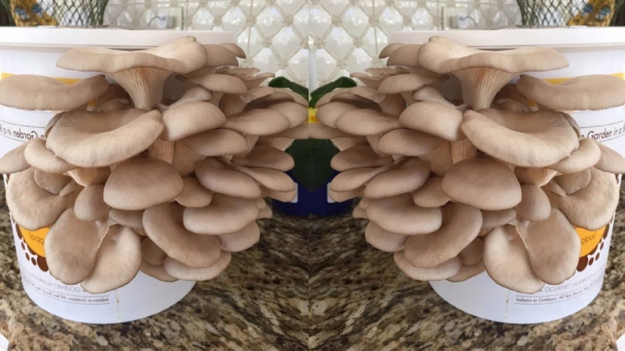 钩织蘑菇盆栽教程第四段,怎样培育蘑菇在家中