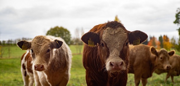 有机纯牛奶圣牧沙漠,圣牧有机奶沙漠