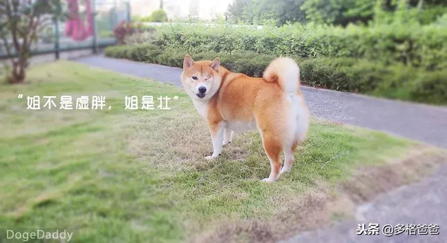 带狗狗长途旅行狗狗晕车怎么办,你家的狗狗会晕车么