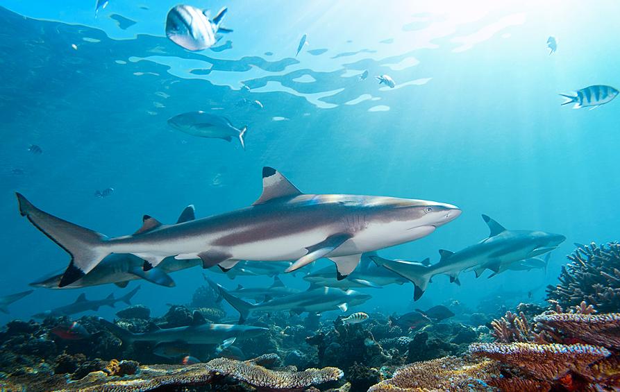 自出生之日它们注定会成为海洋里的杀手你了解鲨鱼吗？