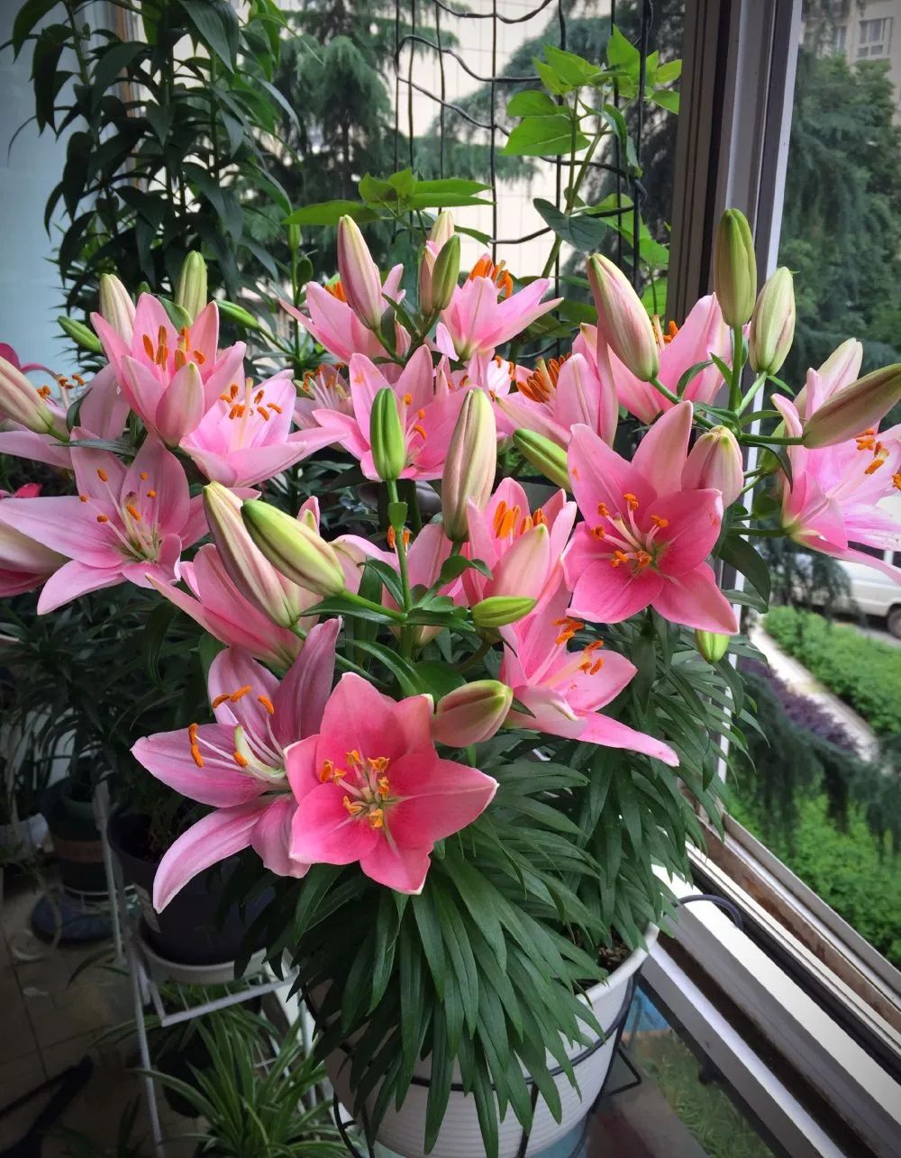 秋日赏花,百合必须要拥有姓名