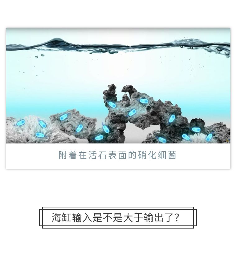 先造景再爆藻还是先爆藻再造景,先造景还是先养水