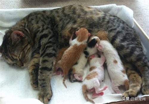 铲屎官们注意了你需要了解猫咪的生产过程一起涨知识