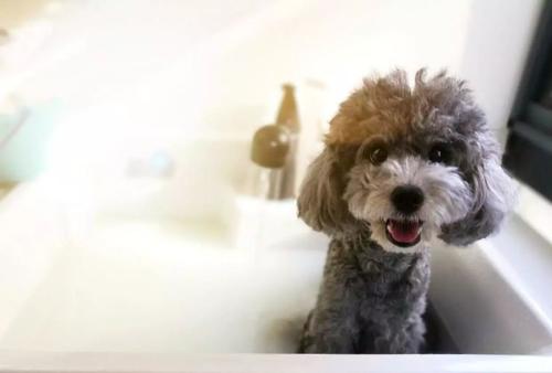 如何让狗狗乖乖的洗澡剪毛,新手怎么给狗狗边吹边梳毛