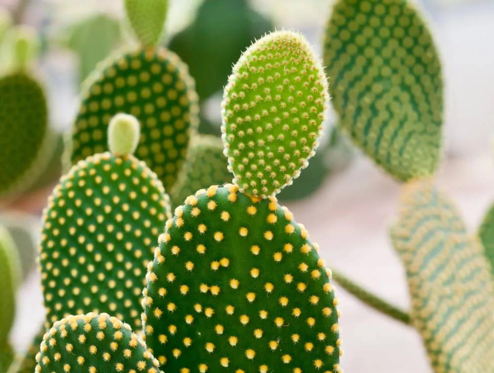 我喜爱的植物仙人掌三年级作文,我的植物朋友三年级作文仙人掌