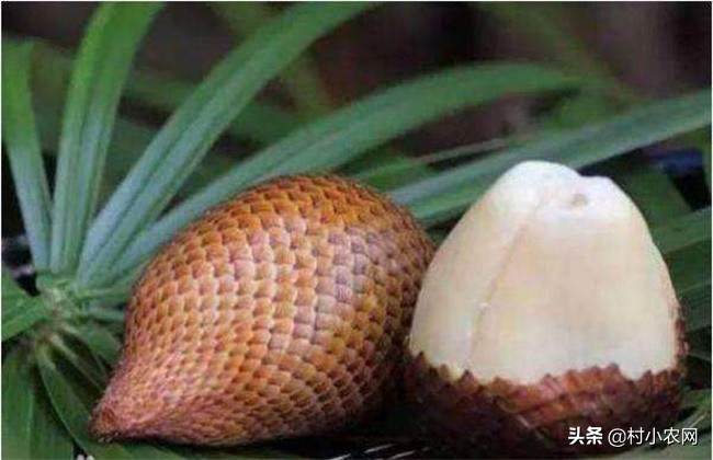 村小农,村小农网