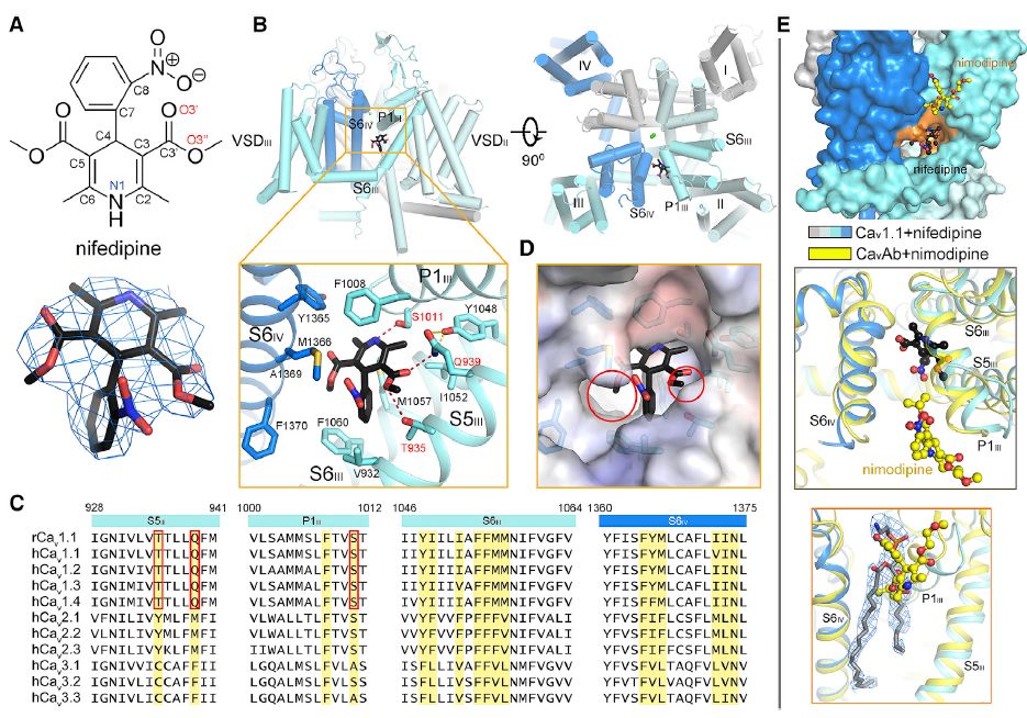 冷冻电镜最新研究,冷冻电镜研究成果涌现