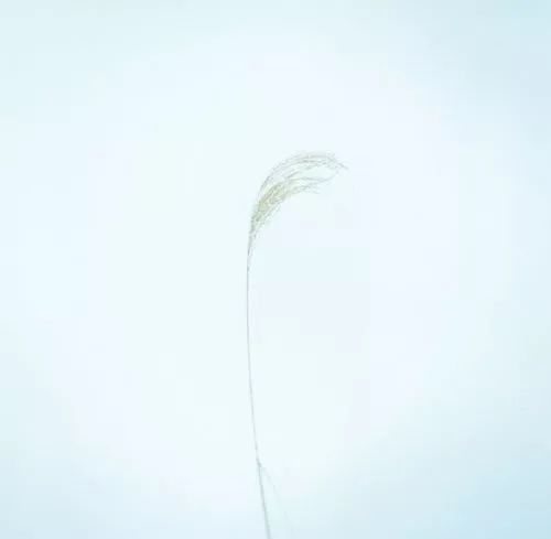 张晓风的介绍,张晓风最经典语录