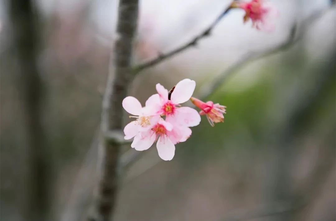 2021深圳免费适合遛娃玩地方排名,深圳免费游玩景点推荐