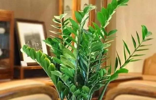 出现黄叶枯萎,出现黄叶用什么药