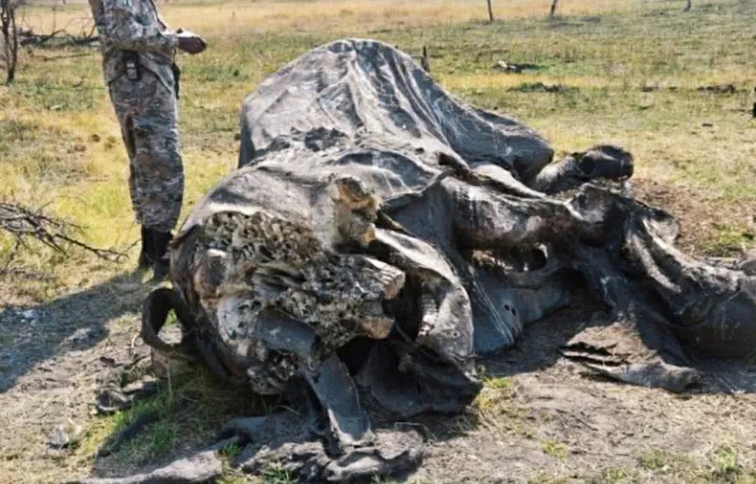 为什么要偷大象的象牙,为什么偷象牙需要杀死大象