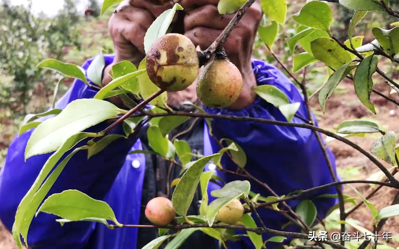 东方神润橄榄油,山茶油是东方橄榄油吗