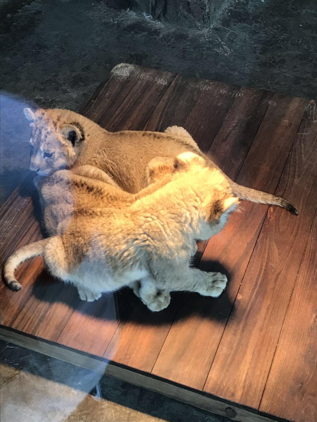 上海野生动物园太阳广场节目安排,上海野生动物园建议游玩时间