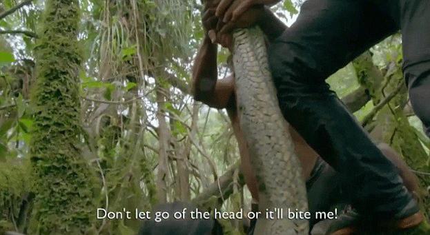 亚马逊热带雨林森蚺为什么不过海,最大的蛇森蚺生活在亚马逊雨林