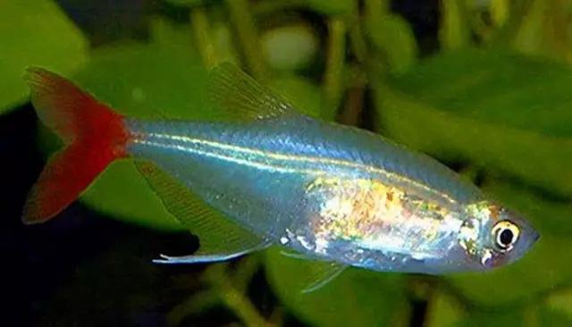 灯鱼草缸造景教程,草缸造景养什么鱼