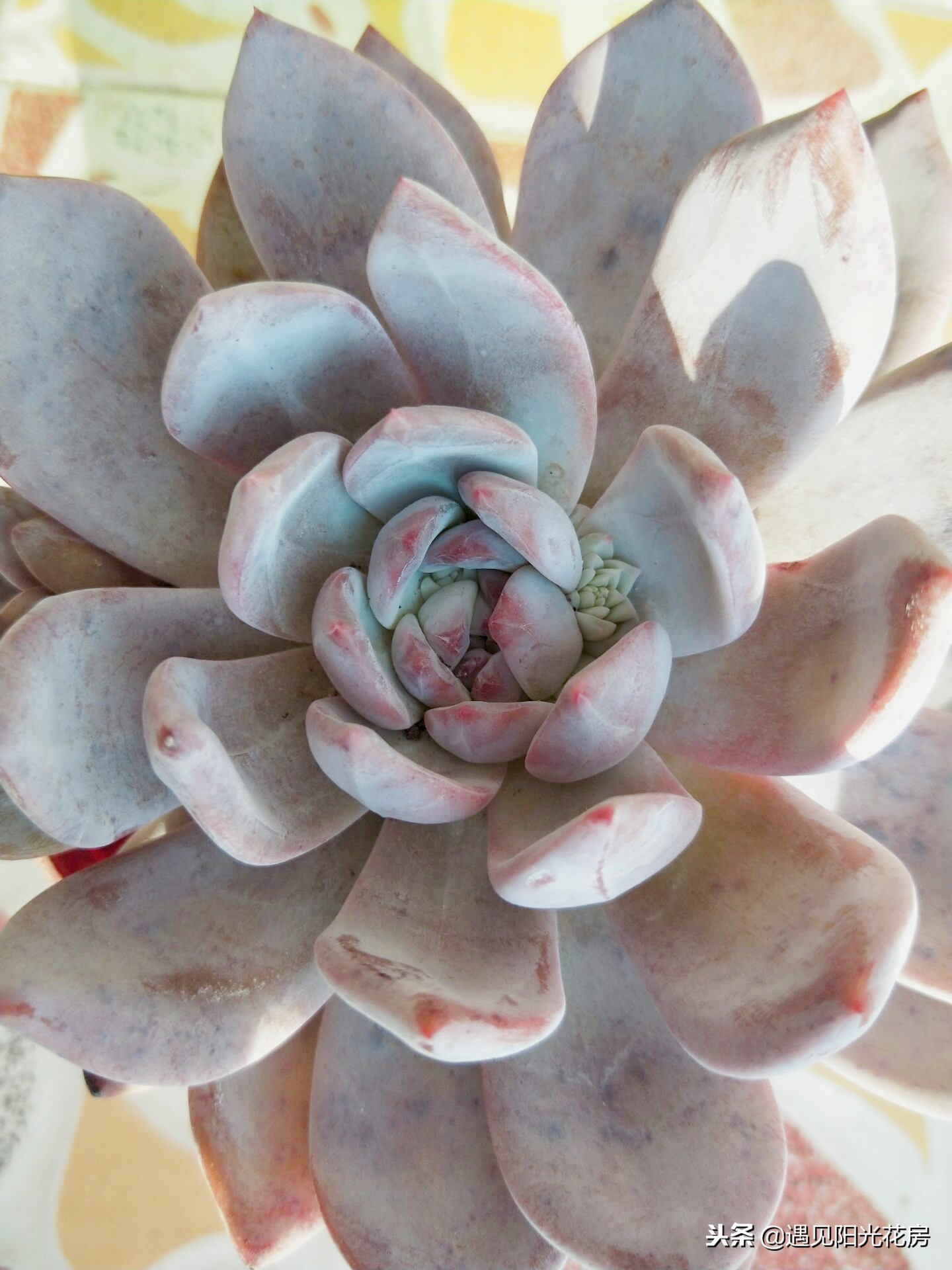 多肉芙蓉雪莲出状态,多肉芙蓉雪莲长侧芽怎么处理掉呢