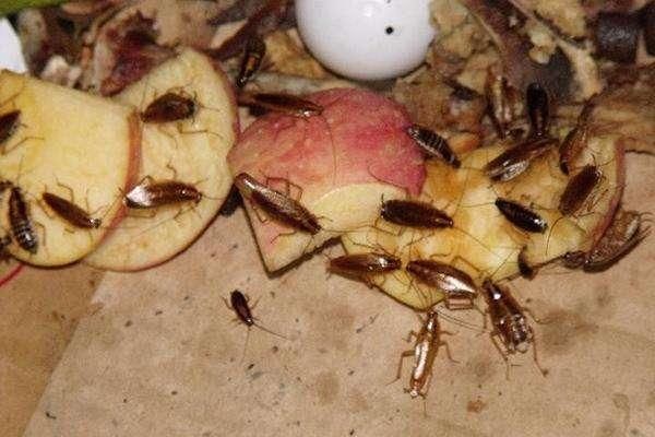 家中入侵蟑螂哪些粗暴的解决方法,装橱柜前怎么预防蟑螂