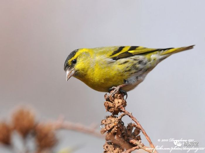 怎样和鸟交流沟通,与鸟沟通的话