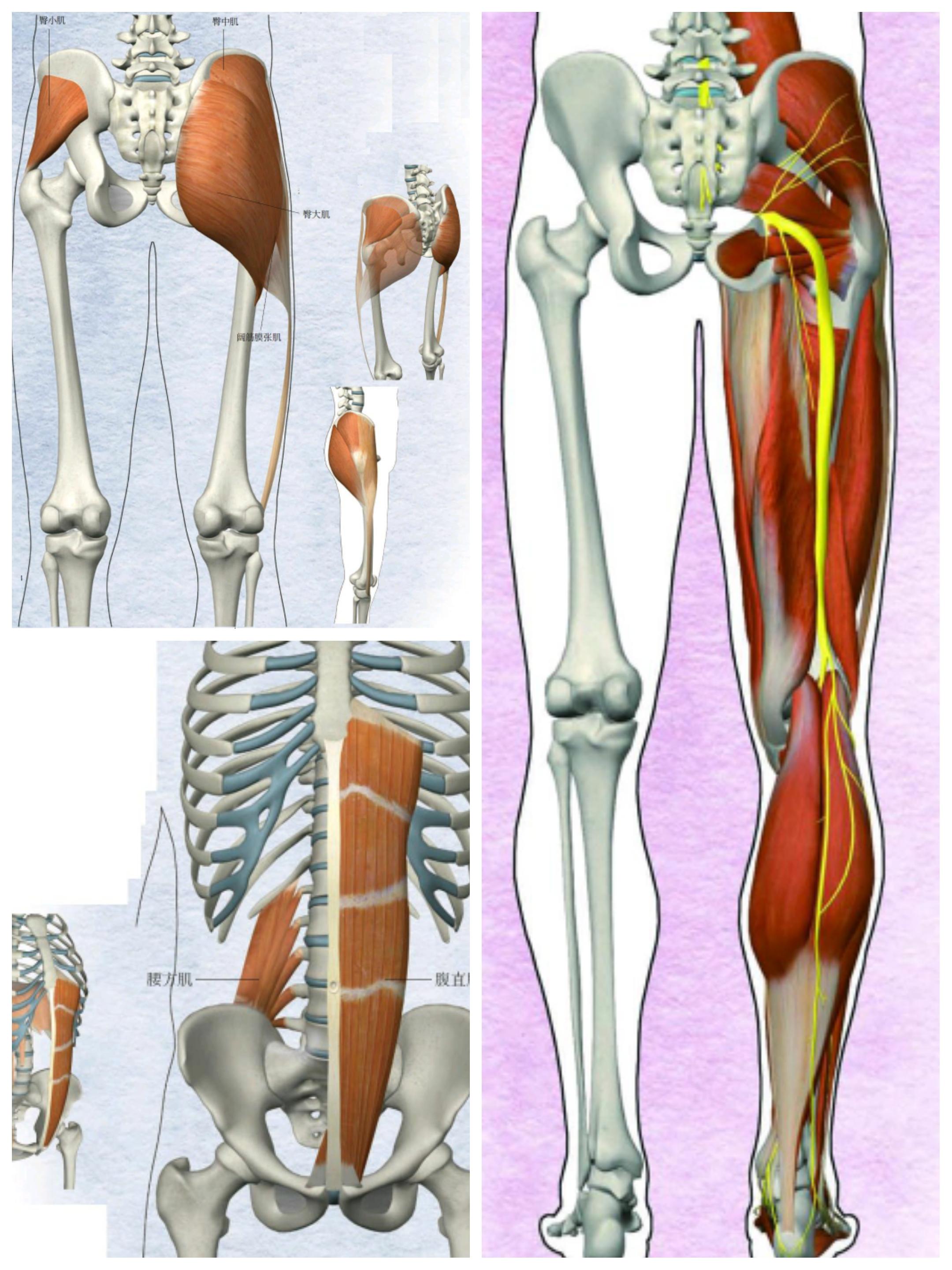 自测骨盆前倾最快纠正法,骨盆歪斜和骨盆扭曲一样吗