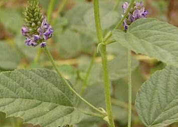 补骨脂配什么可以治疗尿频尿急,补骨脂用于遗尿的视频