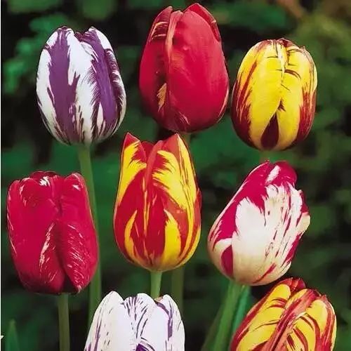 世界上最稀有最名贵的花,世界上最漂亮名贵的花