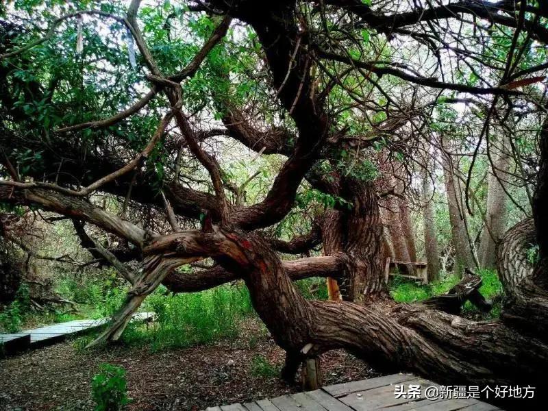 收藏!*疆新**60个“网红”打卡地都在这里