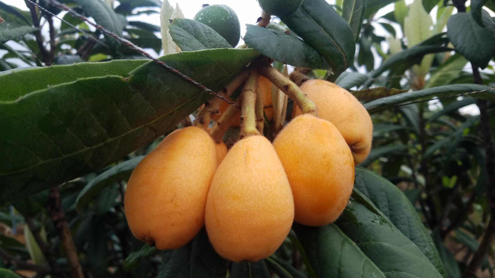 一个珠三角生态体验农庄的自救：捧着生态果蔬卖了个特价