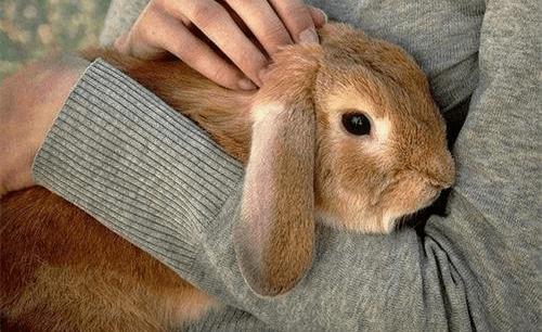 兔子烂眼睛,养宠物兔子注意的事项